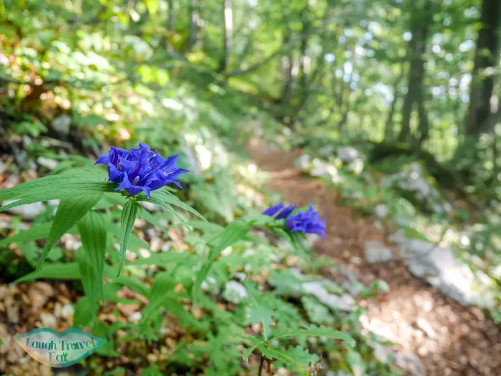 beautiful alpine flowers on the trail mount vogel bohinj slovenia - laugh travel eat