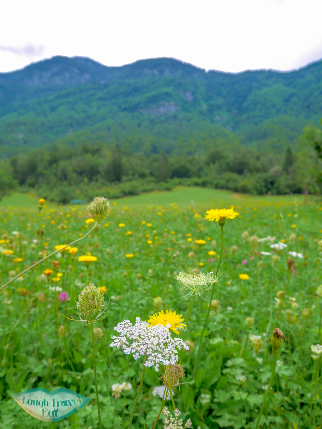 A huge meadow on the way to Okrepcevalnica Slap filled with wild flowers, Bohinj region, Slovenia | Laugh Travel Eat