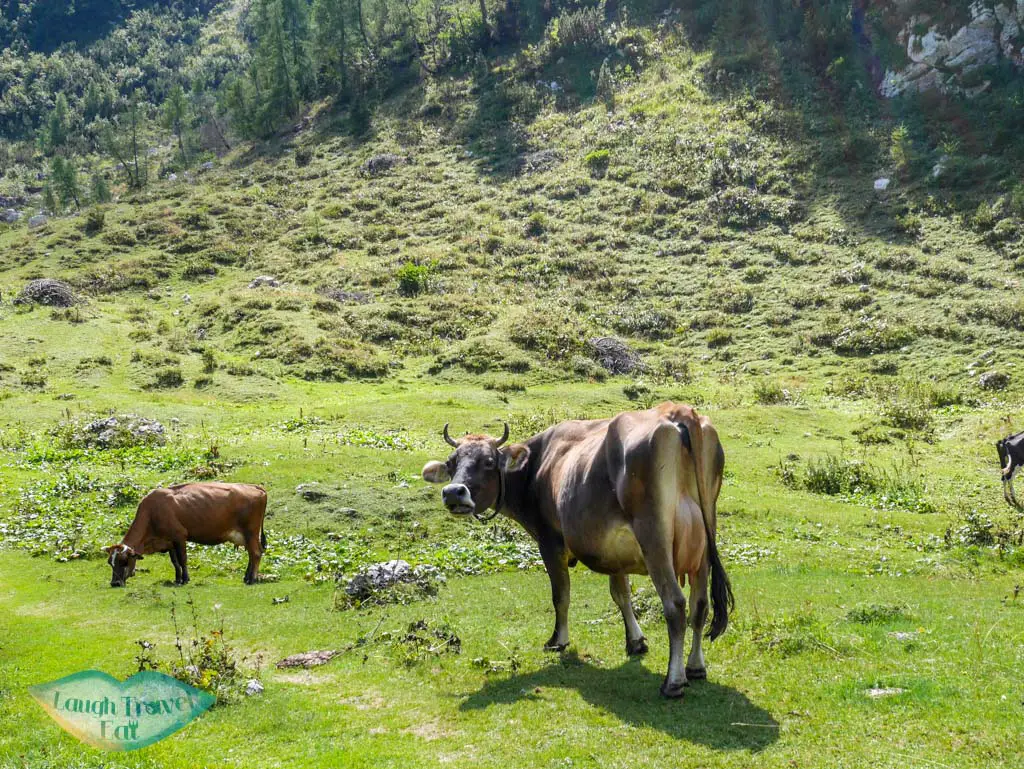 cows in valley in the mountains around vogel ski center bohinj slovenia - laugh travel eat