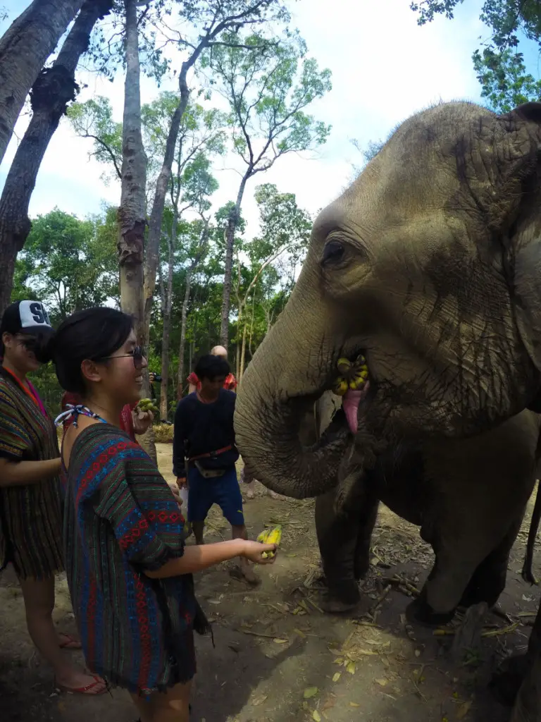 Elephant feeding and bonding time at Elephant Jungle Santuary | Laugh Travel Eat