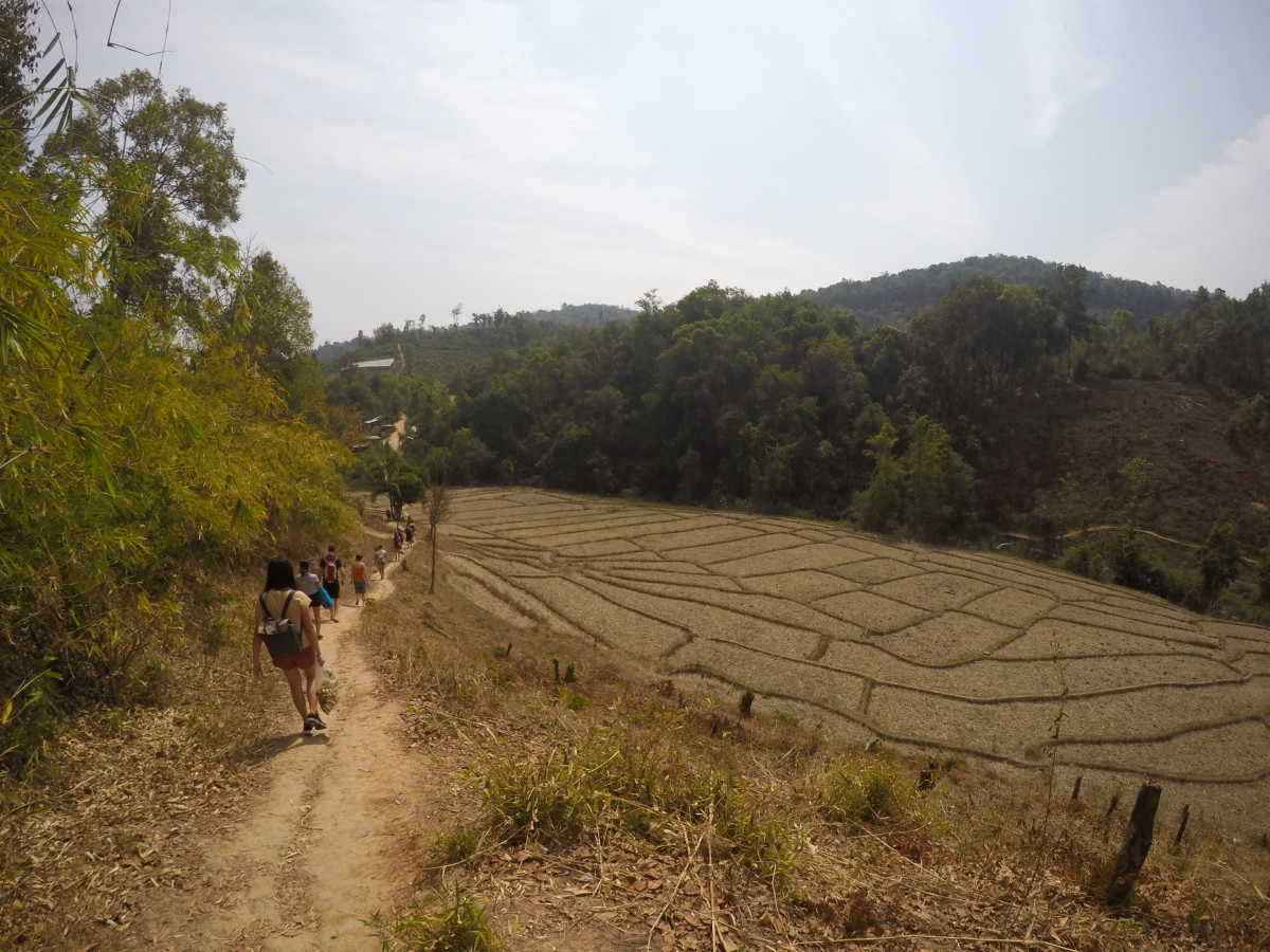 Elephant Jungle Sanctuary 山區,清邁,泰國
