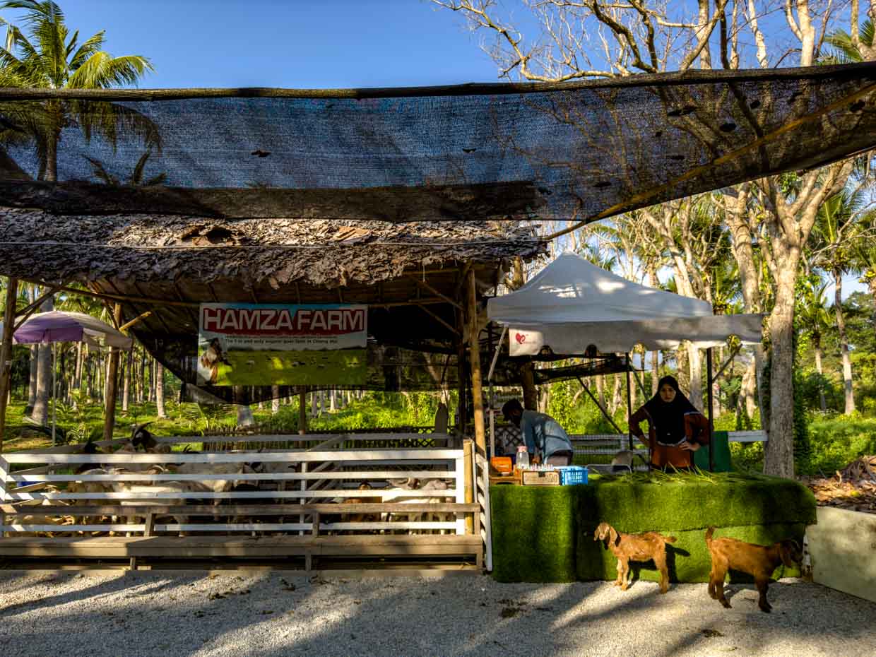 goats coconut market Chiang Mai Thailand - laugh travel eat