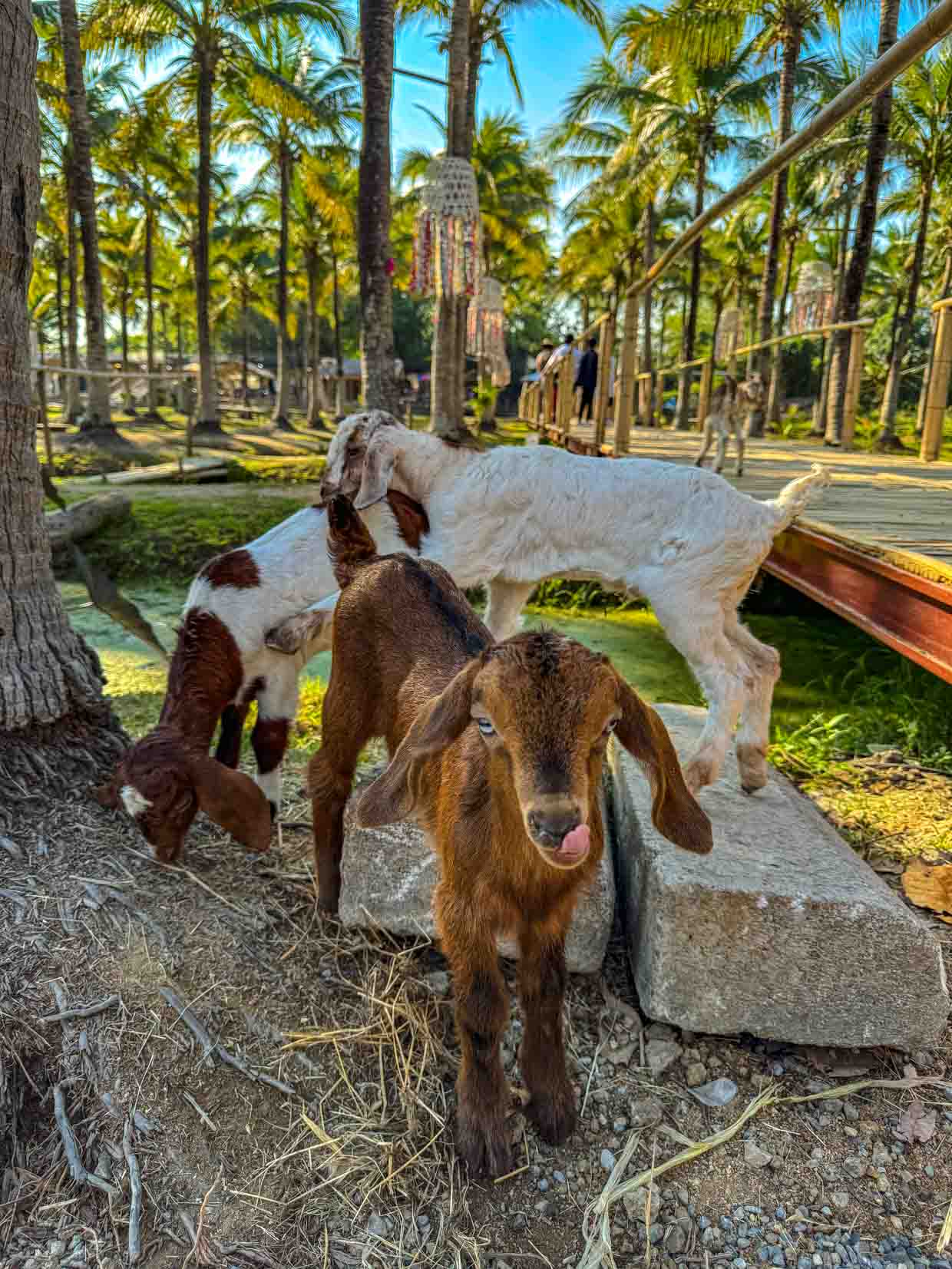 goats coconut market Chiang Mai Thailand - laugh travel eat