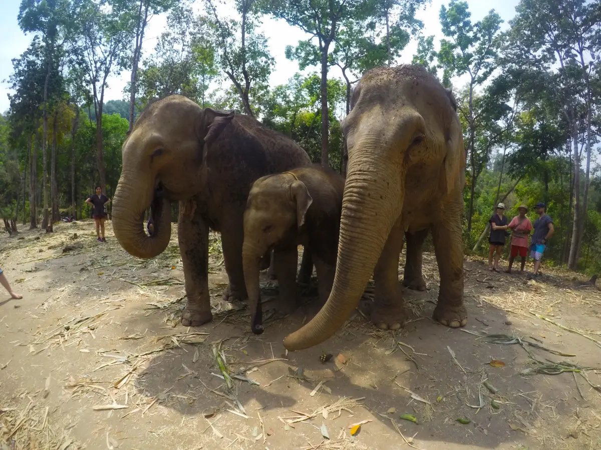 elephant jungle sanctuary大象,清邁,泰國