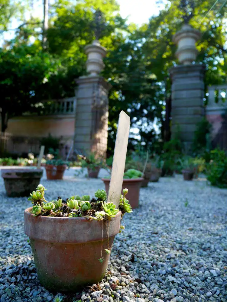 Cute little potted plants, Padua Botanical Garden, Padua, Veneto, Italy | Laugh Travel Eat