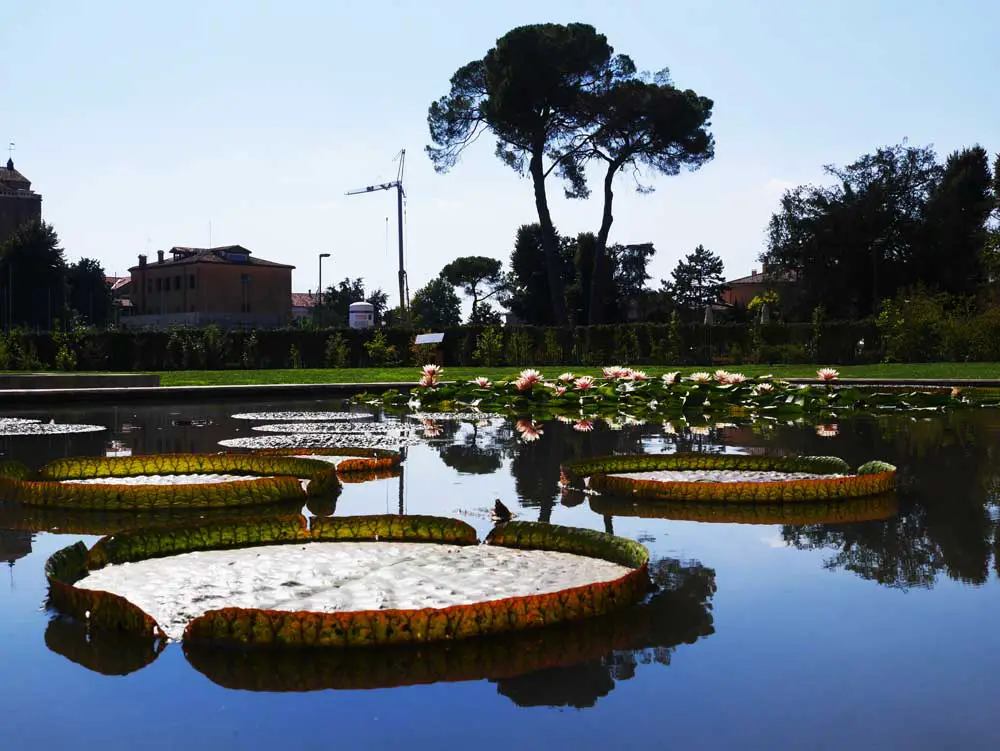 the gorgeous lily pads in the ppol outside the greenhouse of Padua Botanical Garden, Padua, Veneto, Italy | Laugh Travel Eat