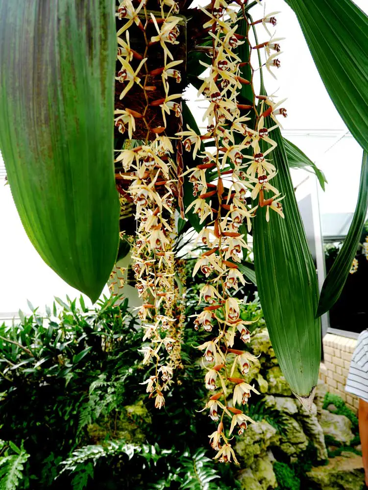 some more beautiful hanging flowers, Princess of Wales Conservatory, Kew Garden, London, UK | Laugh Travel Eat