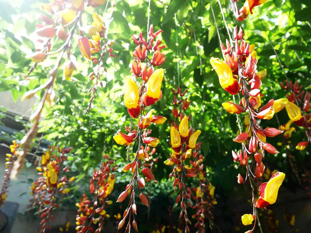 some gorgeous flovers in the Princes of Wales Conservatory, Kew Garden, London, UK | Laugh Travel Eat