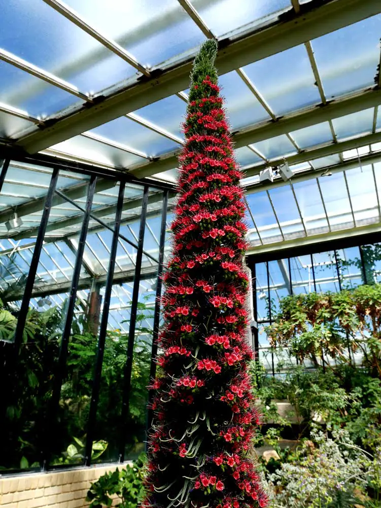 A flowering cacti blooming in the conservatory, Princess of Wales Conservatory, Kew Garden, London, UK | Laugh Travel Eat