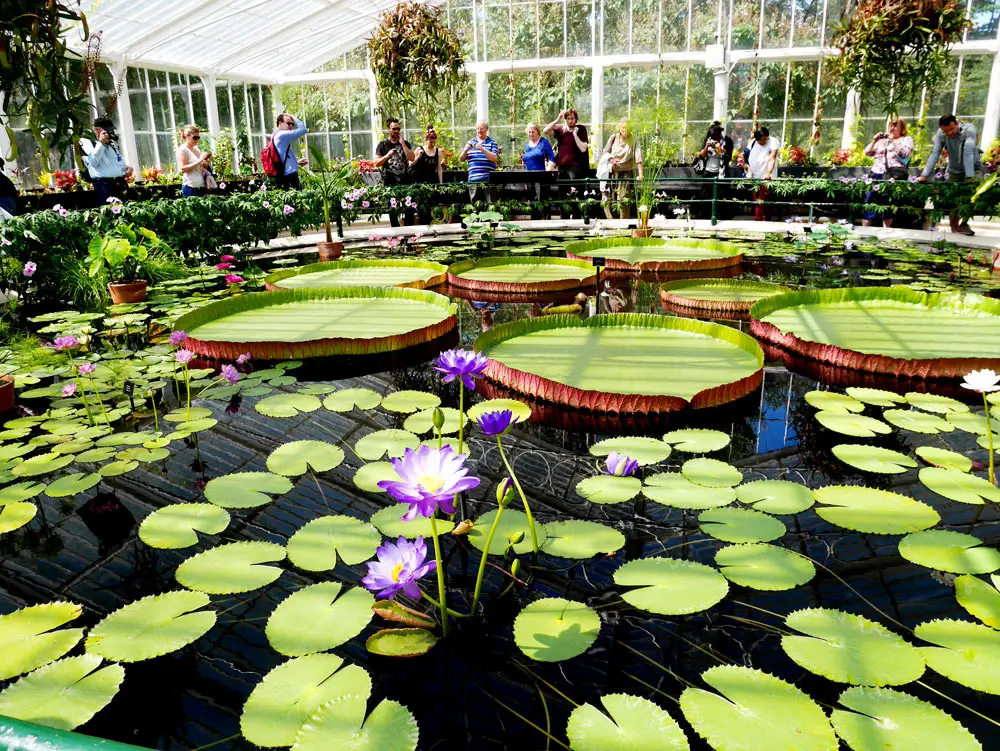 Lily pads in the pond at waterlily greenhouse, Kew Garden, London, UK | Laugh Travel Eat