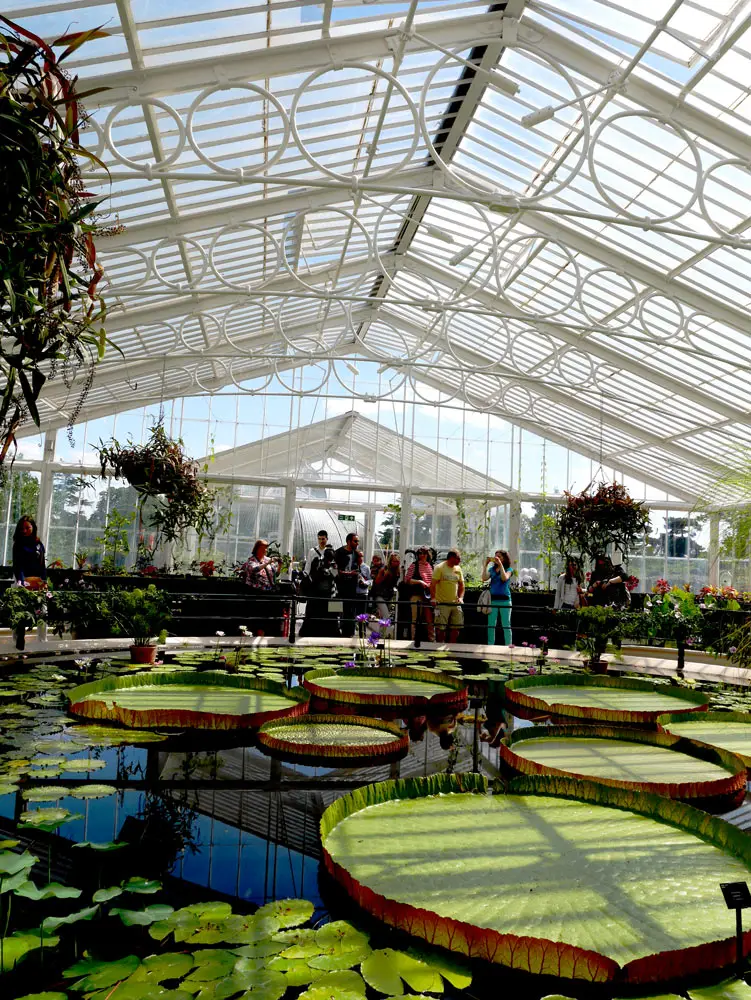 The beautiful waterliy greenhouse, Kew Garden, London, UK | Laugh Travel Eat