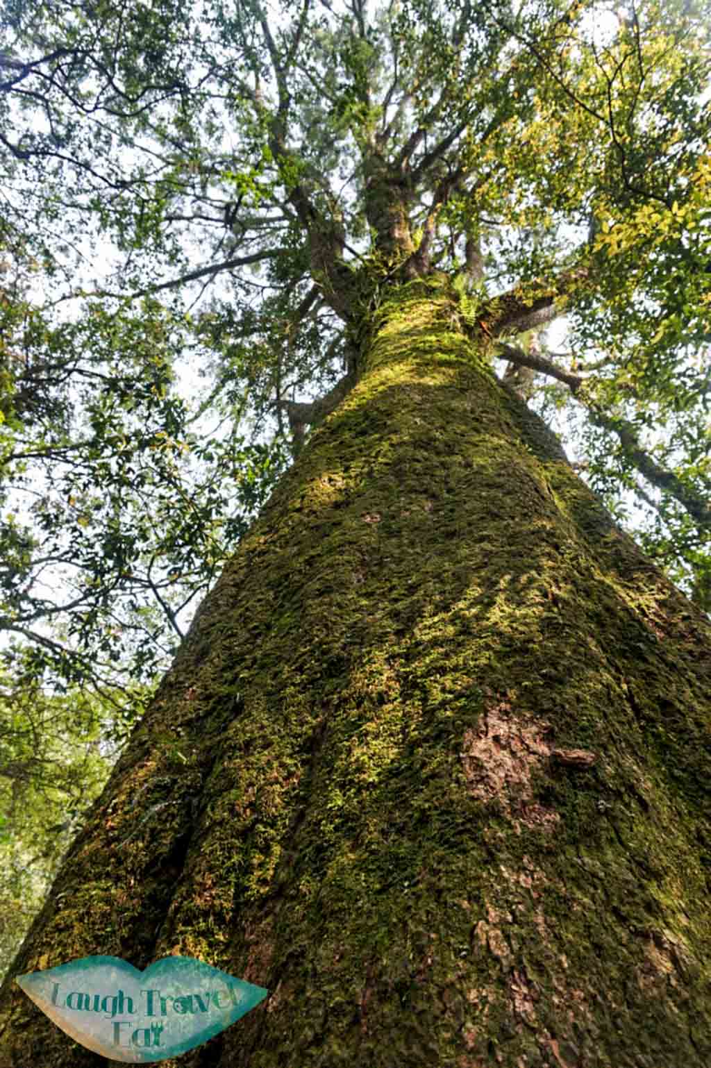 Ancient tree at Yuan Zui Mountain in Dasyueshan National Forest Recreational Area, Taichung - Laugh Travel Eat