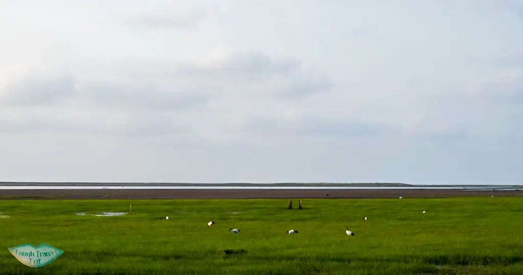 Birds at the Kaomei wetland in Taichung Taiwan | Laugh Travel Eat