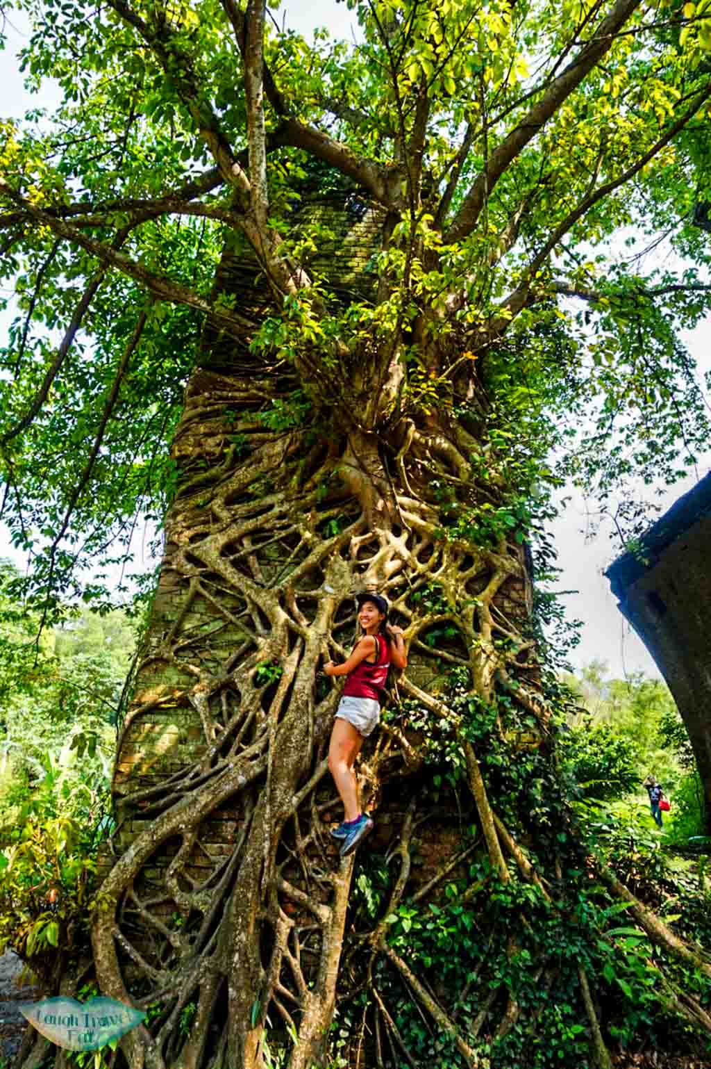 Climbing up half way up a tree on one of the Longteng Bridge ruin in Taichung Taiwan | Laugh Travel Eat