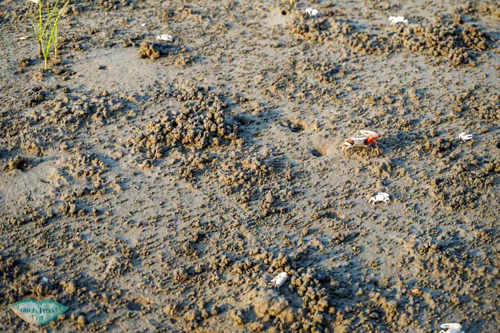 Fiddler crab at Kaomei wetland in Taichung Taiwan | Laugh Travel Eat