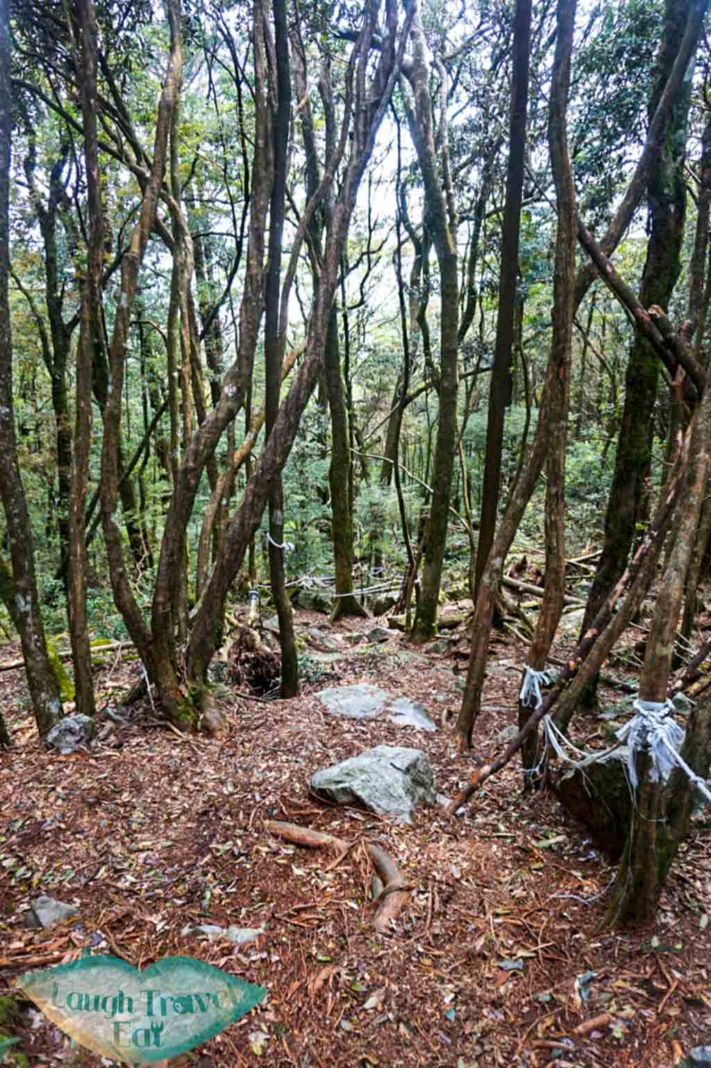 Pathway down from Yuan Zui Mountain in Dasyueshan National Forest Recreational Area, Taichung - Laugh Travel Eat