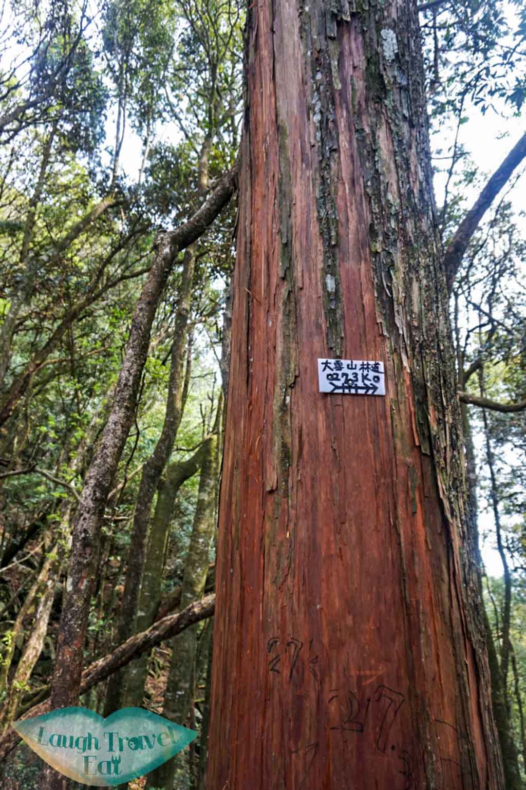 Sign showing the way down to road at Yuan Zui Mountain in Dasyueshan National Forest Recreational Area, Taichung - Laugh Travel Eat