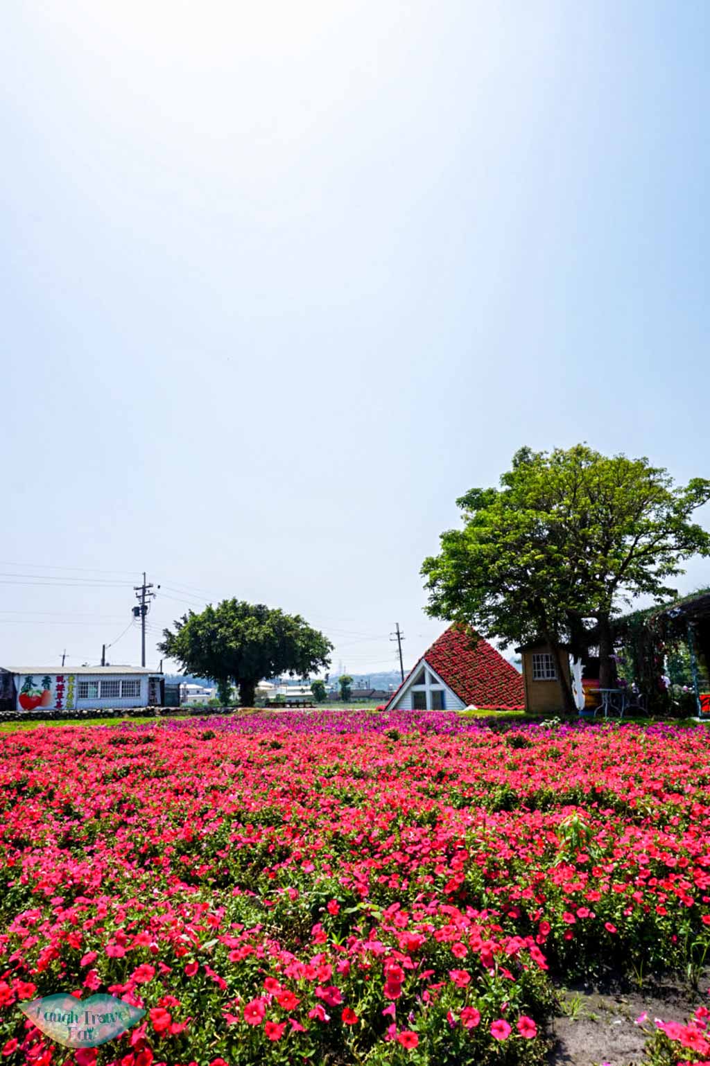 pink and purple flower field at Taichung Taiwan | Laugh Travel Eat