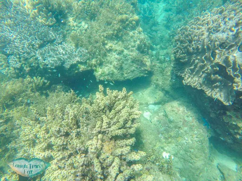 Corals in Cham Island, Hoi An, Vietnam | Laugh Travel Eat