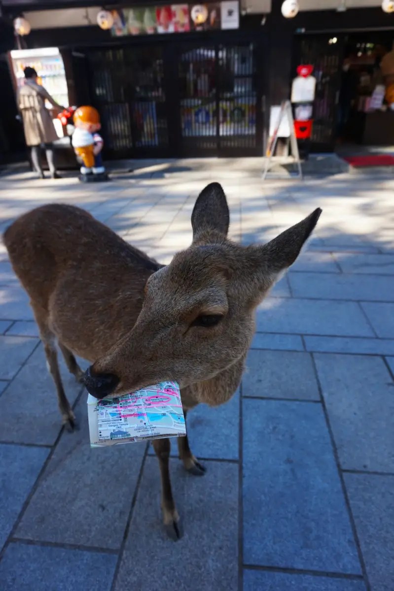 Nara deer eating a map at Nara Deer Park | Laugh Travel Eat