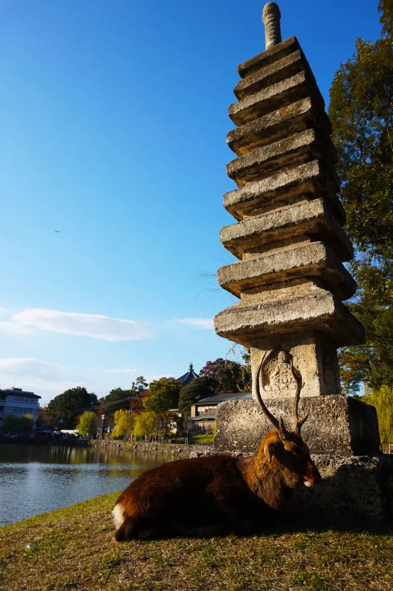 Nara deer chilling by the lake near Nara Visitor Centre and Inn