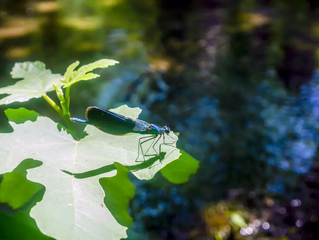 blue dragonfly spotted in krka national park croatia