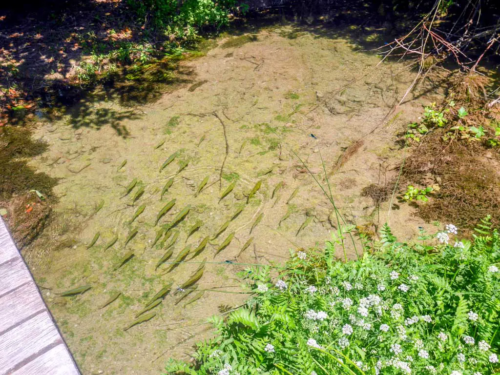 fishes in the stream krka national park croatia