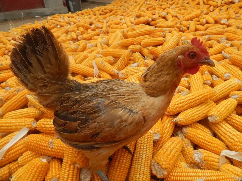 Chicken and corns - a perfect wedding fortune telling combo, New Year Tradition | Laugh Travel Eat