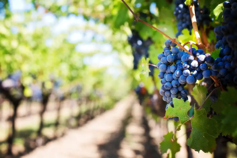 12 grapes spanish new year tradition | Laugh Travel Eat