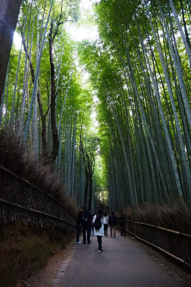 Bamboo Forest at Arashiyama, Kyoto, Japan | Laugh Travel Eat