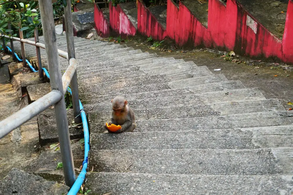 A monkey spotted walking up to ten thousand buddhas monastery, Shatin, Hong Kong | Laugh Travel Eat