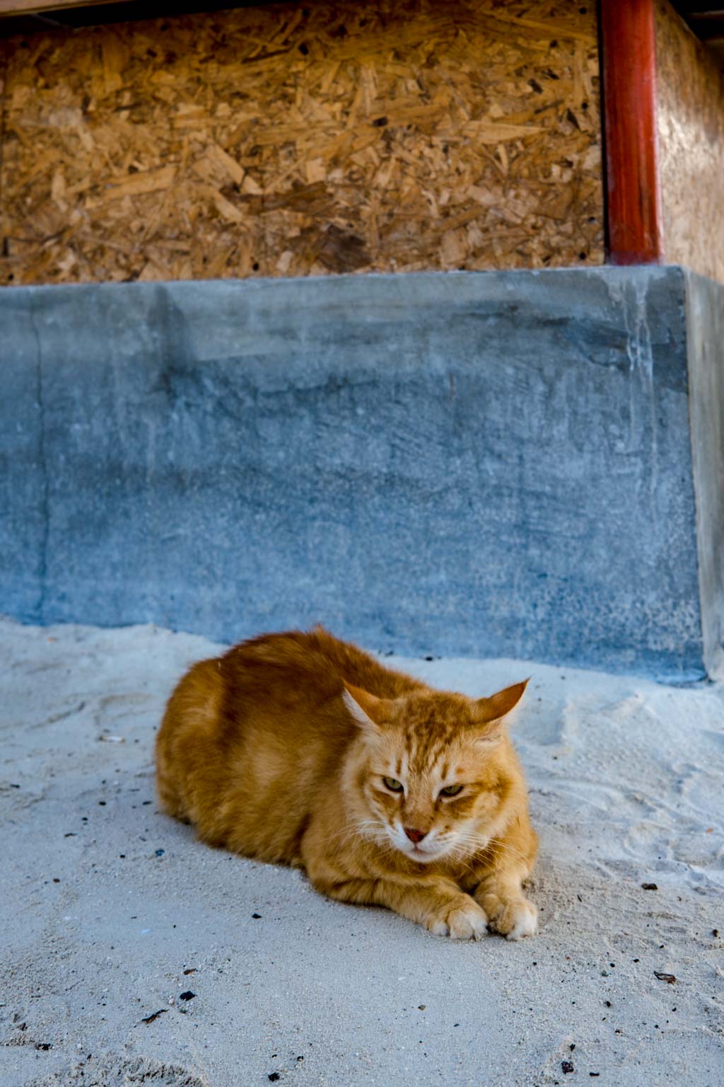 cat on Maafushi Maldives - laugh travel eat