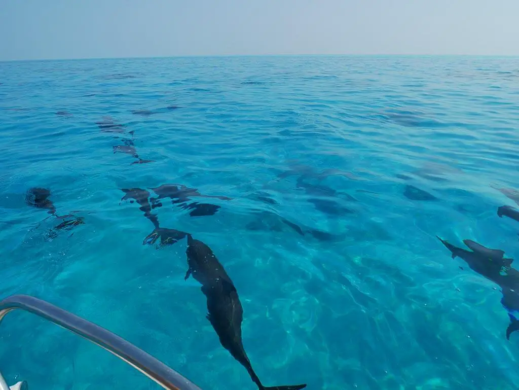 A pod of dolphins near Gaafaru, Maldives