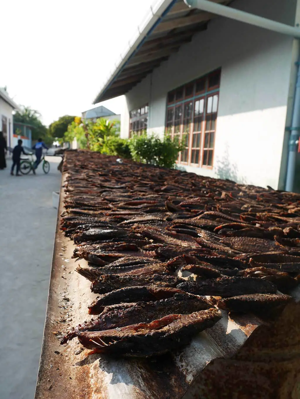 Smoked fish drying on Gaafaru, Maldives | Laugh Travel Eat