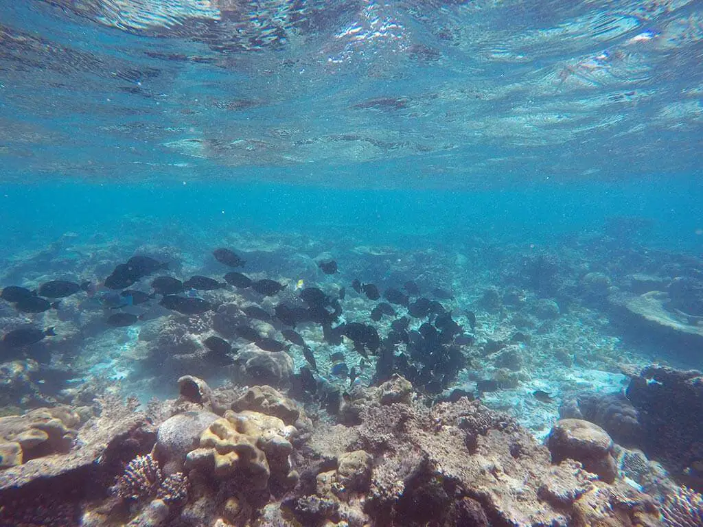 Picnic Island snorkel near Gaafaru, Maldives | Laugh Travel Eat