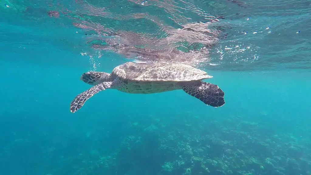 Turtle spotted on snorkelling trip with Mirian Sky Hotel, Maldives | Laugh Travel Eat