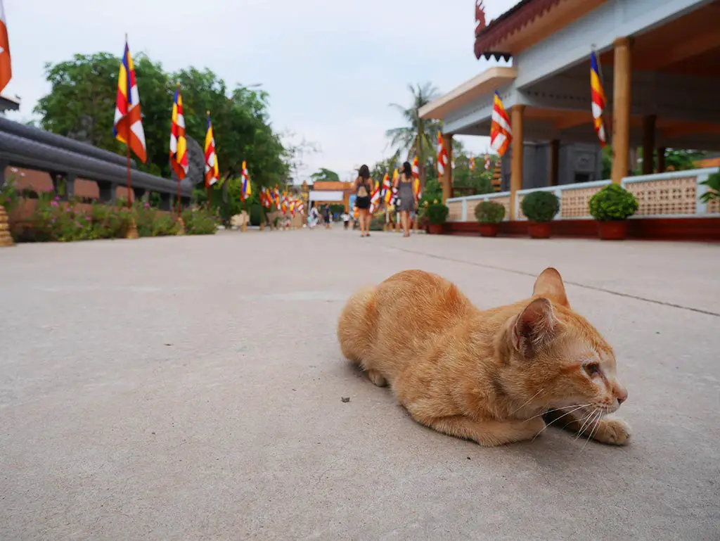 Stray cats at Wat Preah Prom Rath, Siem Reap, Cambodia | Laugh Travel Eat