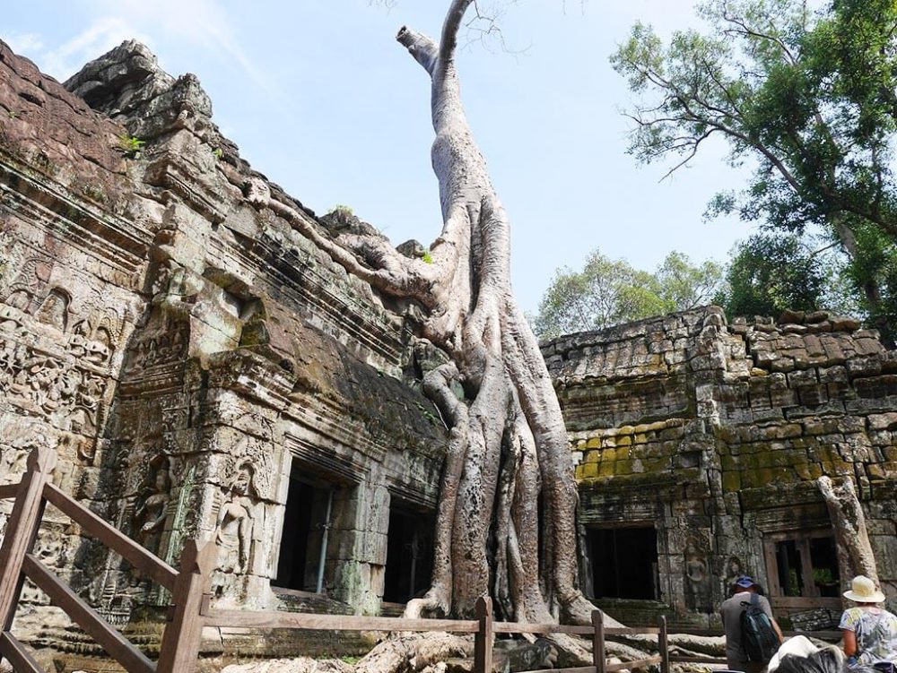 ta prohm classic shot with tree angkor thom, Cambodia | Laugh Travel Eat