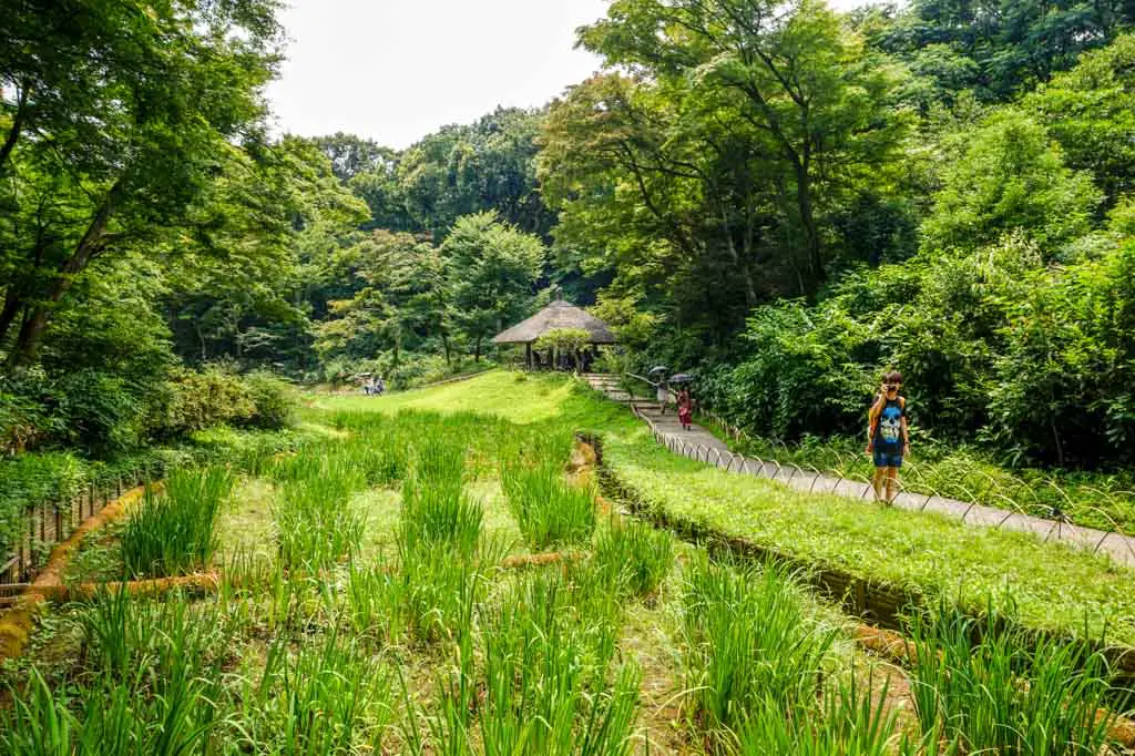 meiji shrine garden tokyo