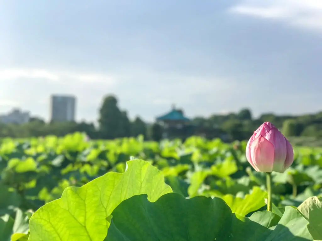 portrait mode shinobazu single lotus facing temple taito tokyo, Japan | Laugh Travel Eat