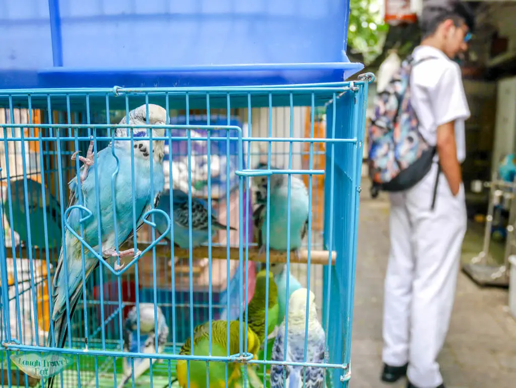 blue parrot birds marketMongkok Hong Kong - Laugh Travel Eat