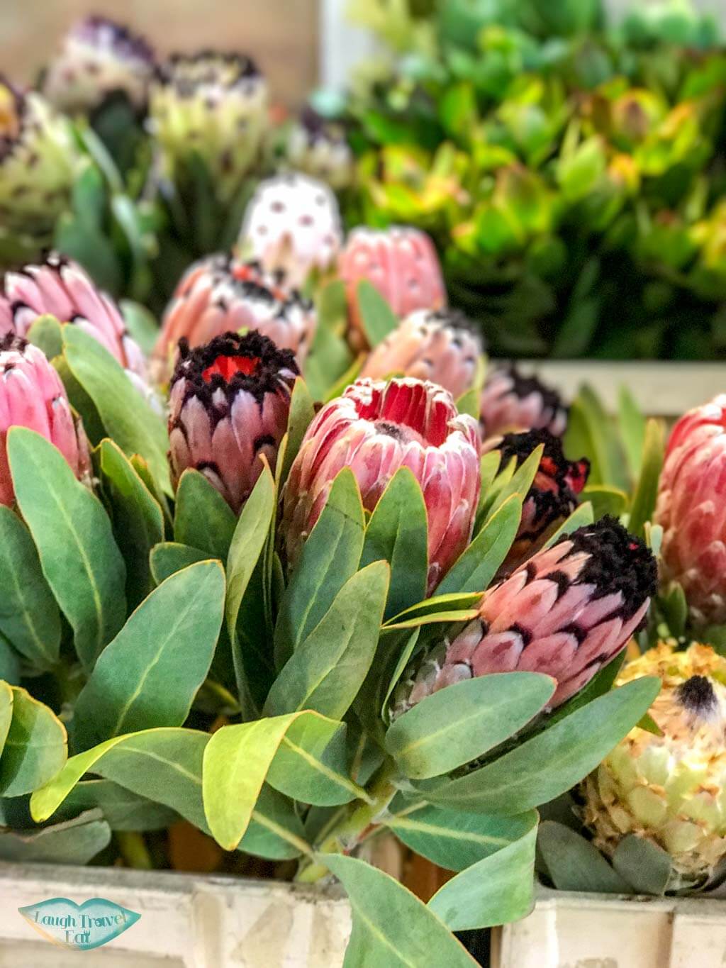 flower at flower market Mongkok Hong Kong - Laugh Travel Eat