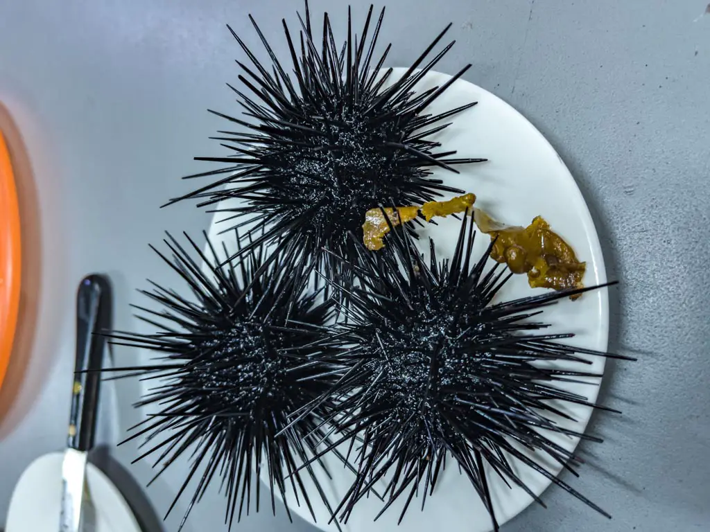 sea urchin tung ping chau hong kong- laugh travel eat
