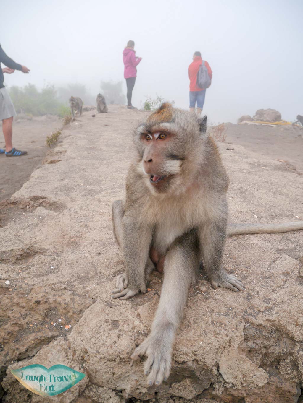 monkey on top of Mount Batur bali indonesia - laugh travel eat