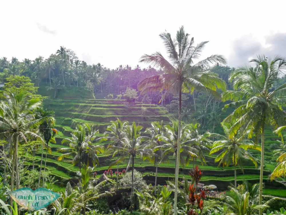 tegalalang rice paddies ubud bali indnoesia - Laugh Travel Eat