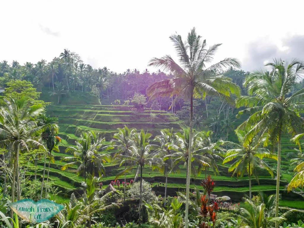 tegalalang rice paddies ubud bali indnoesia - Laugh Travel Eat
