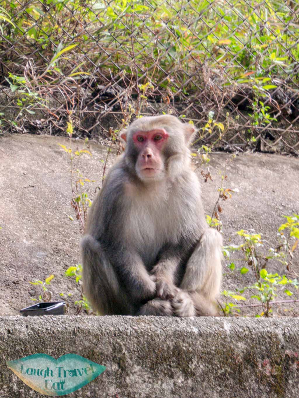 monkey at shing mun reservoir hong kong- laugh travel eat