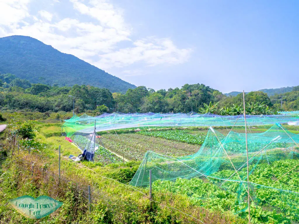 vegetable field at pak sha o sai kung hong kong- laugh travel eat