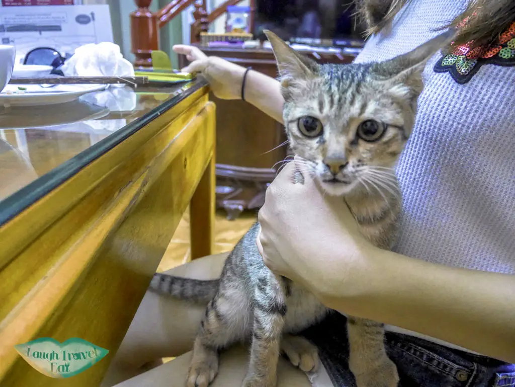 cat-at-mountain-view-homestay-ninh-binh-vietnam-Laugh-Travel-Eat