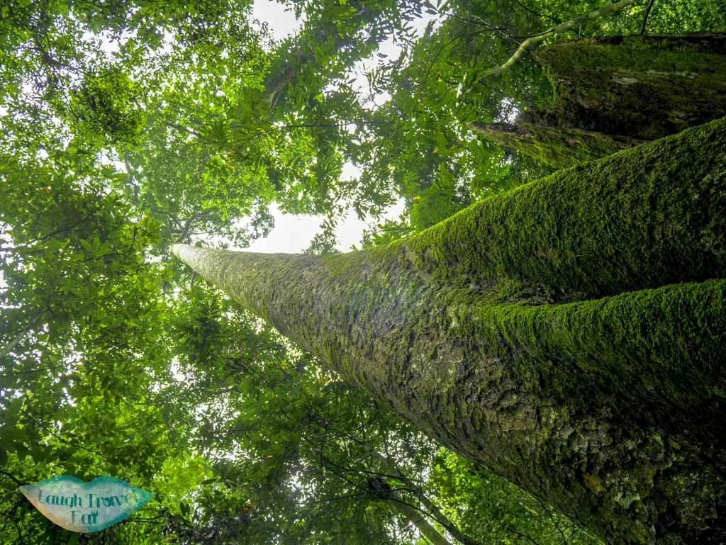 tallest-living-tree-at-cuc-phuong-national-park-ninh-binh-vietnam-Laugh-Travel-Eat